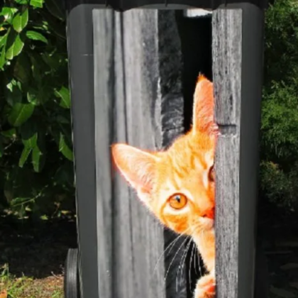 cat peeping on garbage can